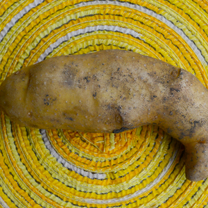 Organic Russian Banana fingerling potato seed from SeedsNow-Potatoes, showing elongated yellow-skinned potatoes on a white background.