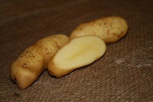 Organic Russian Banana fingerling potato seed from SeedsNow-Potatoes, with elongated yellow-skinned tubers visible in the image.