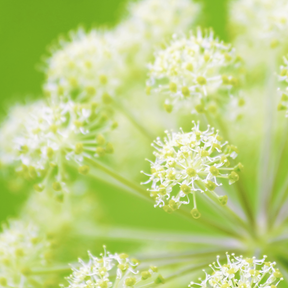 Angelica seeds from SeedsNow, small wild celery seeds with green and brown coloration on a white background.