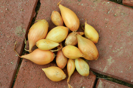Yellow onion sets from SeedsNow-Bulb-Onion, showing vibrant bunches of small onion bulbs ready for planting.