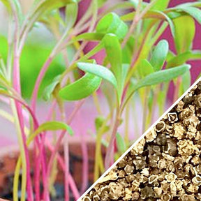 Rainbow chard microgreens sprouting from SeedsNow Rainbow Chard seed packet, showcasing vibrant green and colorful microgreens.
