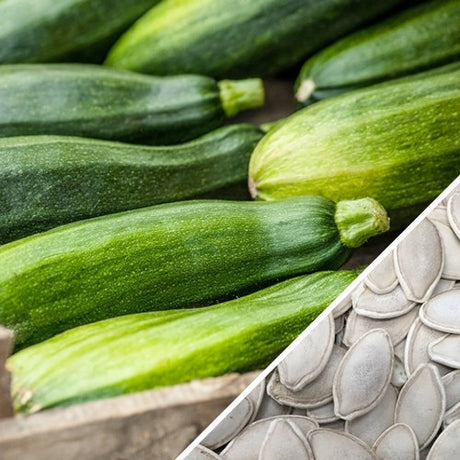 Black Beauty zucchini squash seeds from SeedsNow, showing vibrant green seeds ideal for summer gardening.