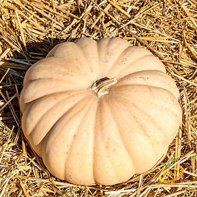 Long Island Cheese winter squash seeds from SeedsNow, showing vibrant green squash with distinctive cheese shape and smooth skin