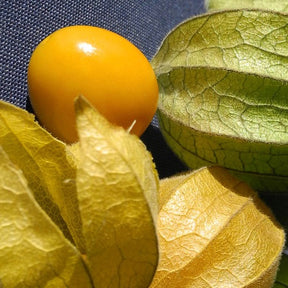 Ground cherry and tomatillo seeds from SeedsNow, showing vibrant seed packets for growing delicious tomatillo and ground cherry plants.
