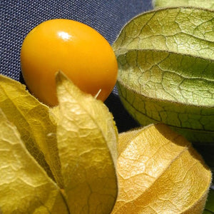 Ground cherry and tomatillo seeds from SeedsNow, showing vibrant seed packets for growing delicious tomatillo and ground cherry plants.