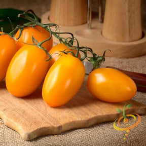 Yellow pear-shaped indeterminate tomato seeds from SeedsNow, showing vibrant yellow tomatoes with a pear-like shape.
