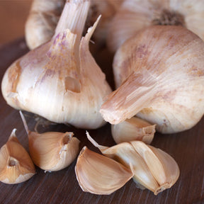 Fresh Ukrainian Red hard neck garlic bulb from SeedsNow-Garlic, showing multiple white cloves with purple streaks and a green stem.
