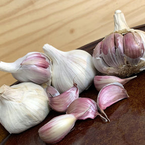 Violet Hard Neck garlic bulb from SeedsNow-Garlic, showcasing purple-tinted cloves and sprouting green shoots.