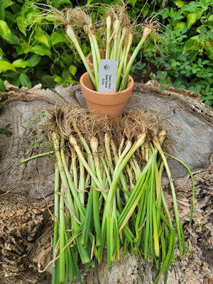 Onion (Transplants) - OG Sweet Spanish, Yellow (Long Day) - SeedsNow.com