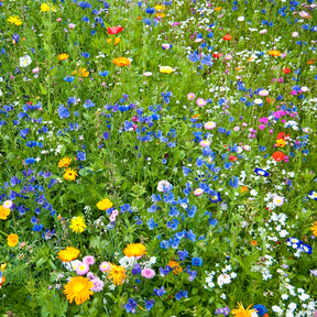 Colorful wildflower mix with vibrant annual flowers from SeedsNow, ideal for creating a diverse garden scatter.