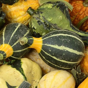 Small bi-color pear-shaped gourd with seeds, displayed in autumn setting, from SeedsNow.