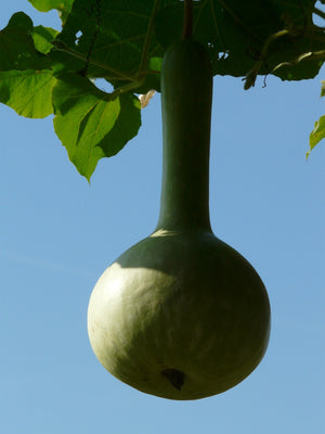 Gourd - Dipper, Long Handle - SeedsNow.com