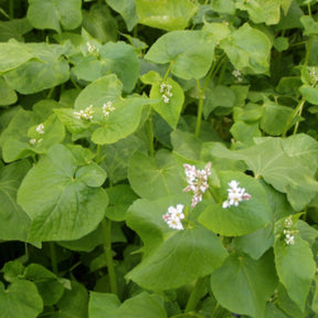 Cover Crop Buckwheat seeds from SeedsNow-CoverCrops, showing vibrant buckwheat seeds ready for planting.