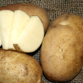 Early season Cal White potato seed from SeedsNow-Potatoes, showing healthy potato tubers ready for planting.