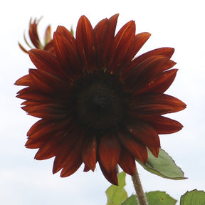 Cherry sunflower seeds from SeedsNow, showing vibrant sunflower blooms with chocolate and cherry-colored petals.