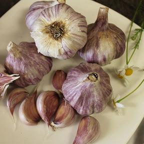 Fresh Purple Creole hard neck garlic bulb from SeedsNow-Garlic, featuring vibrant purple skin and multiple cloves.