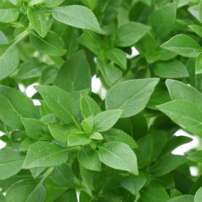 Greek basil seeds from SeedsNow, small round seeds ideal for growing fragrant basil plants in herb gardens.