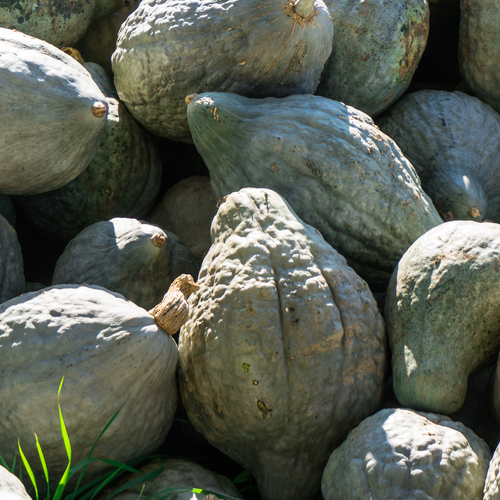 Squash (Winter) - Hubbard, Green - SeedsNow.com