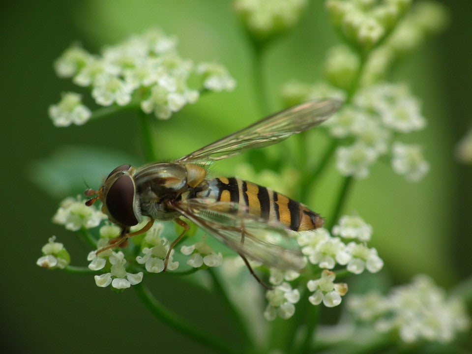 All-in-One SAVE THE BEES! Garden Variety Pack - SeedsNow.com