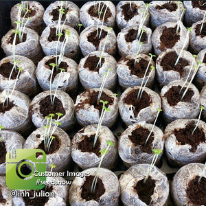 Close-up of soil pellets from free All-in-1 Seed Starter Kit, showing compact, biodegradable seed-starting media for gardening.
