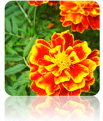 Marigold - Crackerjack Mix.