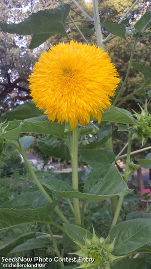 Sunflower - Sungold, Tall.