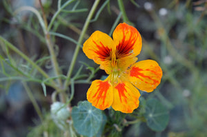 Nasturtium - Glorious Gleam - SeedsNow.com