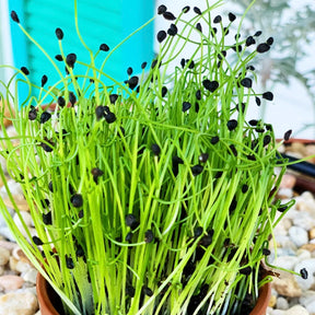 Sprouts and microgreens onion seeds from SeedsNow showing small sprouting onion seeds in a clear container.