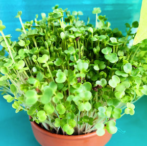 Organic arugula microgreens seeds from SeedsNow, fresh sprouting microgreens with vibrant green leaves and small seed remnants.