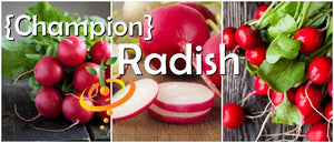 Radish - Champion.