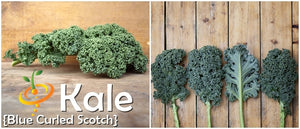 Kale - Classic, Blue Curled Scotch.