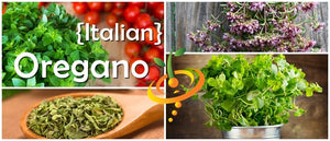 Oregano - Italian.