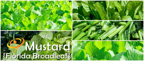 Florida Broadleaf mustard seeds from SeedsNow, showing vibrant mustard seeds in a clear container for planting or culinary use.