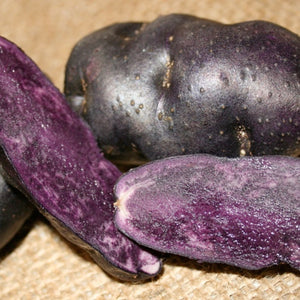 Purple Peruvian Fingerling potato seed from SeedsNow-Potatoes, showing vibrant purple skin and elongated shape.