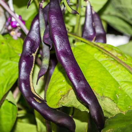 Bean, Pole - Purple Podded - SeedsNow.com