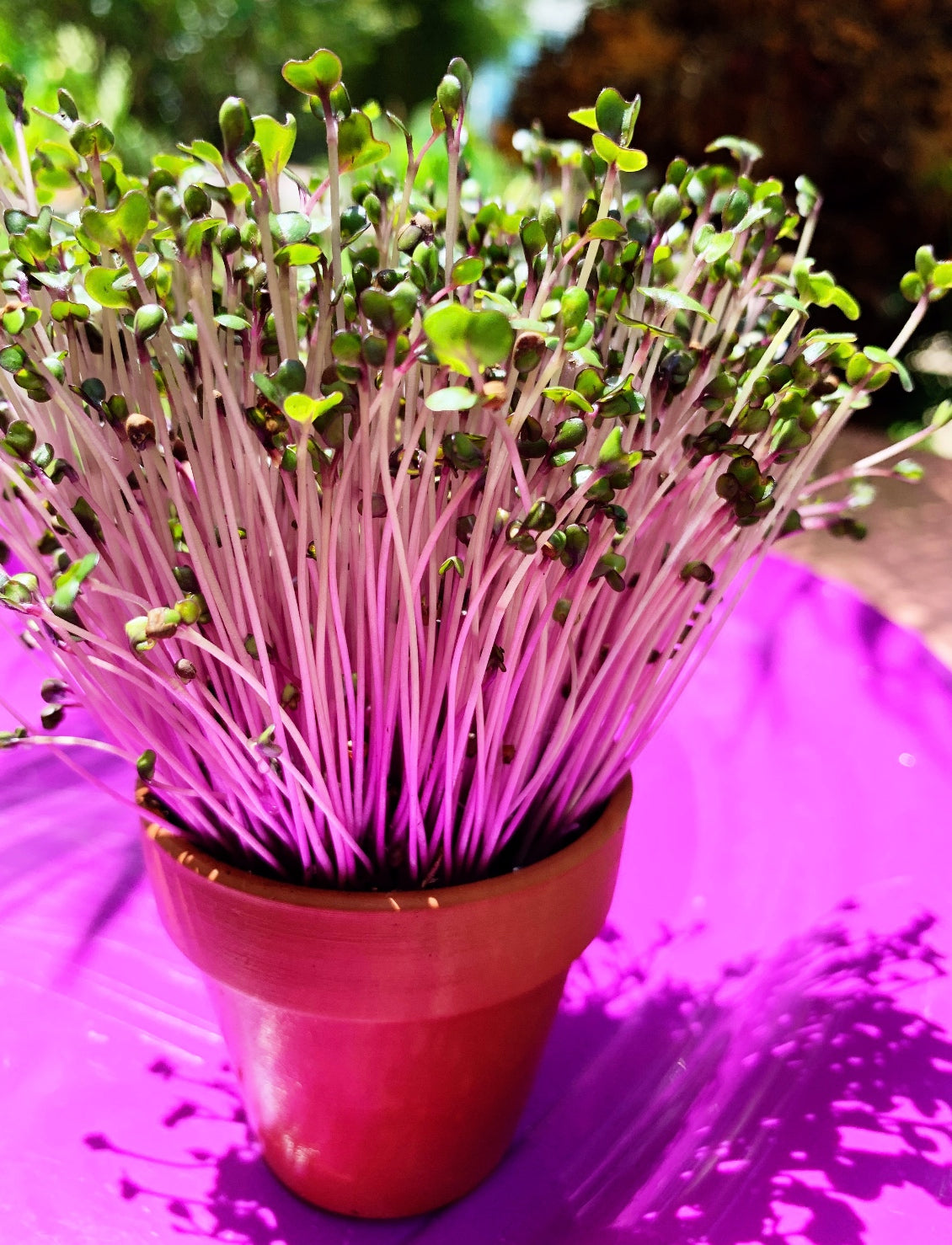 Sprouts/Microgreens - Cabbage, Red Acre - SeedsNow.com