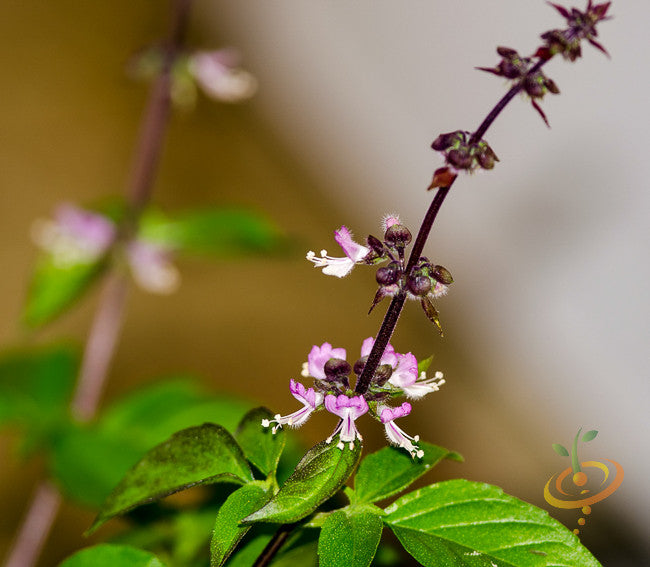 Basil - Thai.