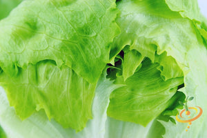 Lettuce - Crisphead - SeedsNow.com