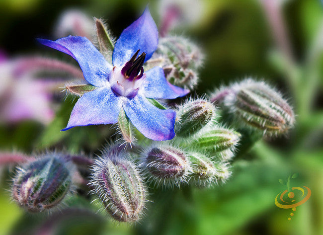 Borage.