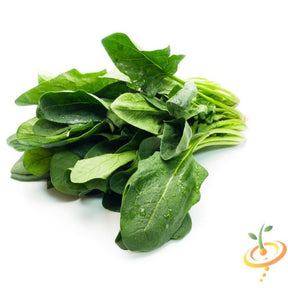 Fresh winter giant spinach leaves from SeedsNow, showcasing vibrant green spinach grown from winter giant seeds.