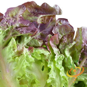 Burgundy Boston lettuce seed packet from SeedsNow showing fresh lettuce leaves and seed packaging on a white background.