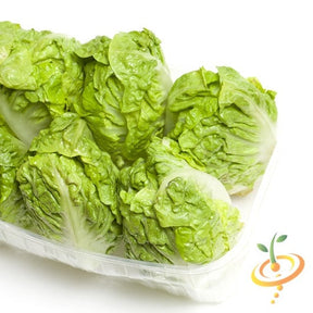 Little Gem lettuce seeds from SeedsNow, small green lettuce with crisp leaves, ideal for fresh salads.