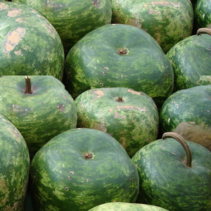 Small apple gourd seeds from SeedsNow, showing tiny seed packets for all gourd varieties with detailed label and colorful packaging.