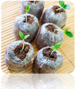 Free all-in-one seed starter kit with soil, ideal for gardening and planting indoors or outdoors.
