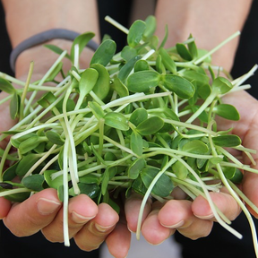 Sprouts and microgreens featuring black oil sunflower seeds from SeedsNow, healthy young sunflower sprouts on a white background.