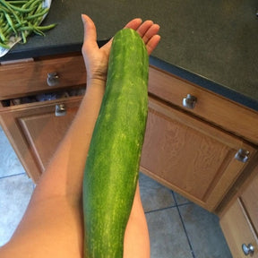 Fresh green cucumber from SeedsNow, shown as a healthy, ripe cucumber ready for planting or harvest.