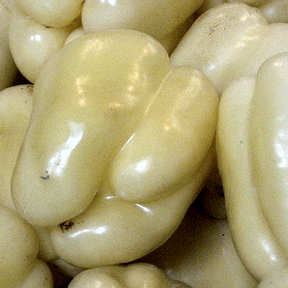 White Cloud sweet bell pepper from SeedsNow, showing bright white, glossy, bell-shaped pepper on a plant.
