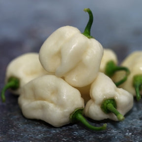 White Habanero hot pepper seeds from SeedsNow, featuring small white pepper seeds with a fiery appearance.
