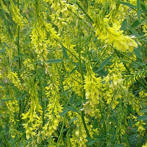 Yellow sweet blossom clover cover crop seeds from SeedsNow-CoverCrops, showcasing vibrant yellow clover flowers and green foliage.